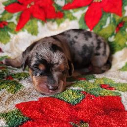 Elf - Dapple male Dachshund puppy in Anaconda, Montana from Williams Family Dachshunds