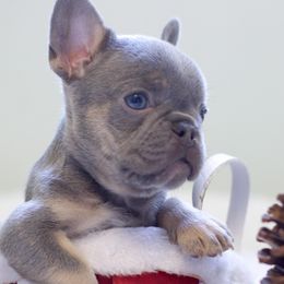 French Bulldogs from Cream of the Crop Frenchies