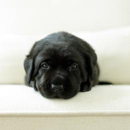 Fuse - Black male Labrador Retriever puppy in Allons, Tennessee from UC Labradors LLC