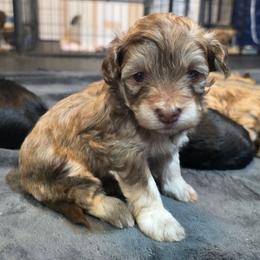 Girl 2 - Fawn sable female Havapoo puppy in Medina, Ohio from Momma's Minis