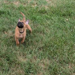 Boy 6 - Mahogany male Belgian Malinois puppy in Paynes Corner, Virginia from Von-Zito Belgian Malinois