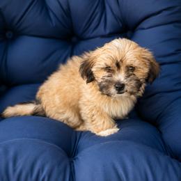 Shorkie Puppies from Stephen DosReis