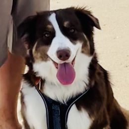 Oakley - Companion Cross