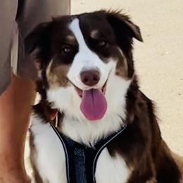 Oakley - Companion Cross