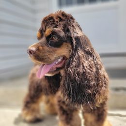 Mia - Cocker Spaniel