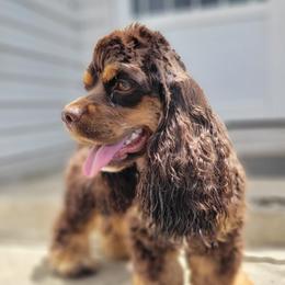 Mia - Cocker Spaniel