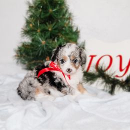 Marigold - Blue merle female Aussiedoodle puppy in Sharpsburg, Georgia from Steindoodles