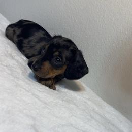 Dachshund Puppies from K9 Royal Club
