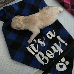 BOY 1 (cream) - Cream male Shiba Inu puppy in Denver, Colorado from Diamonds In The Ruff Boston Terriers