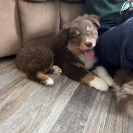 Aussiedoodle, Australian Shepherd, Poodle, Shihpoo, and Shih Tzu Puppies from Rockiń N Kennel