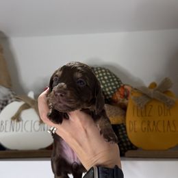 Velma - Chocolate and tan female Dachshund puppy in Miami, Florida from Teenie Bikini Weenies