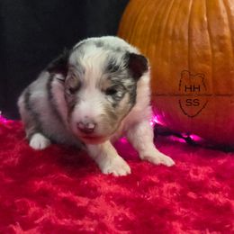 River - Blue merle white and tan female Shetland Sheepdog puppy in Lebanon, Tennessee from Henotic Homestead's Shetland Sheepdogs