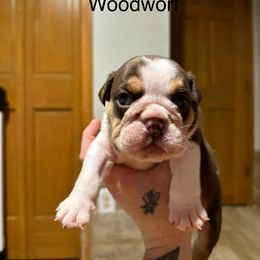 Bulldog and French Bulldog Puppies from Spot On