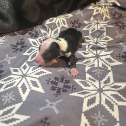 Nezuko - Black tri female Miniature Australian Shepherd puppy in Granby, Missouri from Macks Mini Aussies