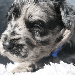 Aussiedoodle Puppies from Stephanie Taylor