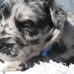 Aussiedoodle Puppies from Stephanie Taylor