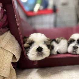 Poodle and Shih Tzu Puppies from Heritage Toy Poodles & Hallmark Jolei Shih Tzus
