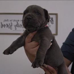 Pink - Trixie - Gray female Cane Corso puppy in Lake Elsinore, California from CRUCIAL CANE CORSOS