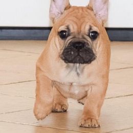 French Bulldog Puppies from Von Bales French Bulldogs