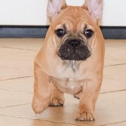 French Bulldog Puppies from Von Bales French Bulldogs