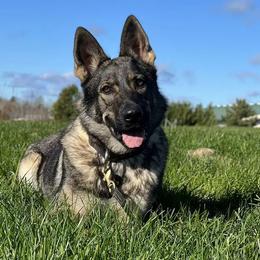 Fiba - German Shepherd