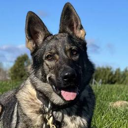 Fiba - German Shepherd