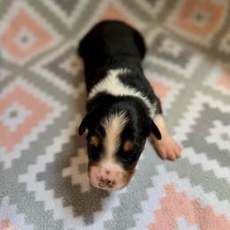Magnolia - Black tri-color female Australian Shepherd puppy in Clover, South Carolina from Jo’s Aussies