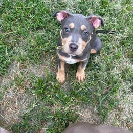 Leana - Blue tri-color female American Bully puppy in Henderson, Kentucky from Medusa’s Bullies