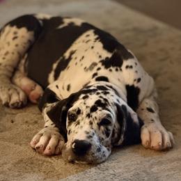 Dotty - Harlequin female Great Dane puppy in Ottumwa, Iowa from Robin's Great Danes