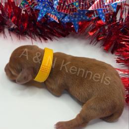 Belle - Dapple female Dachshund puppy in Brandon, Mississippi from A & N Kennels
