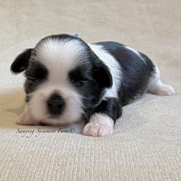 Black and White Male - PENDING - Black and white male Shih Tzu puppy in Waynetown, Indiana from Swaying Sycamore Farm