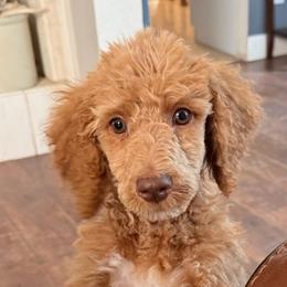 Stetson - Apricot male Poodle puppy in Dayton, Washington from Country Sundance Poodles