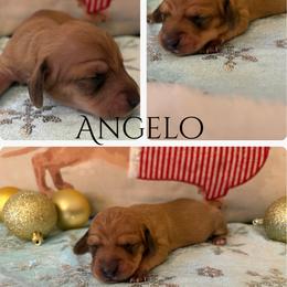 Angelo - Cream male Dachshund puppy in Saint Paul, Minnesota from Vibrant Eyes Doxies