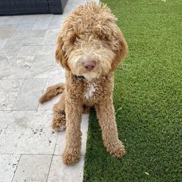 Goldendoodle All Grown Up from Goldendoodle AZ