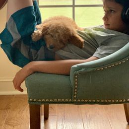 Goldendoodle Puppies from Labradoodleday