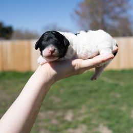 Bernedoodle, Cavapoo, Goldendoodle, and Poodle Puppies from Wasatch Pup