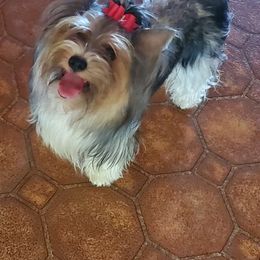 Baby Ruth - Biewer Terrier