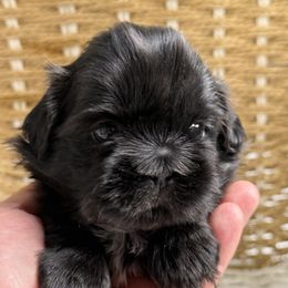 Shih Tzu Puppies from GariTzu Kingdom