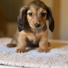 Prim - Red female Dachshund puppy in Duncanville, Alabama from Bear Creek Dachshunds