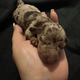 Brynlee - Dapple female Dachshund puppy in Glen Saint Mary, Florida from 🍯 Honey Pot Dachshunds 🐾