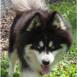 Koyuk - Pomsky