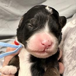 Blue collar boy - Tri-color male Bernedoodle puppy in Lake, Michigan from 3 King Doodles & Poodles