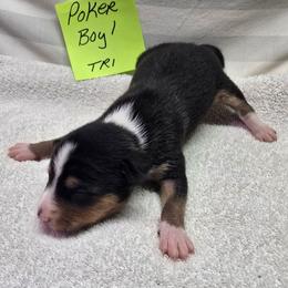 P boy 1 - Black tan and white male Basenji puppy in Caldwell, Texas from Candyce Witte