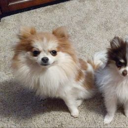 Pomeranians from Bombcity Pomeranians