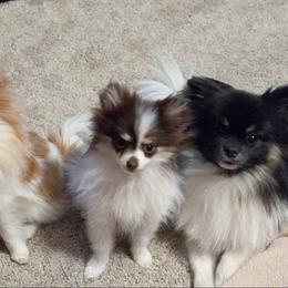 Pomeranians from Bombcity Pomeranians