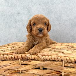 Royce - Red male Cavapoo puppy in Beresford, South Dakota from DAKOTA DOOD RANCH