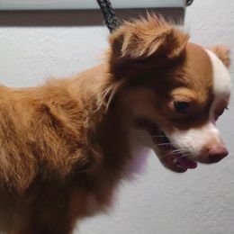 Myrtle - Toy Australian Shepherd