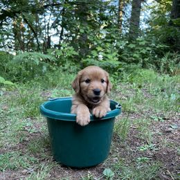 Golden Retriever Puppies from Anna's Golden Retrievers