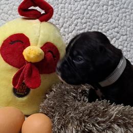Gray - Brindle male Boxer puppy in Franklin, Georgia from Lakeside Kennels of Franklin