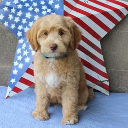 Blue collar Yankee - Caramel male Australian Labradoodle puppy in Provo, Utah from EllsWORTH Labradoodles LLC
